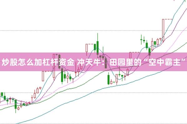 炒股怎么加杠杆资金 冲天牛：田园里的“空中霸主”